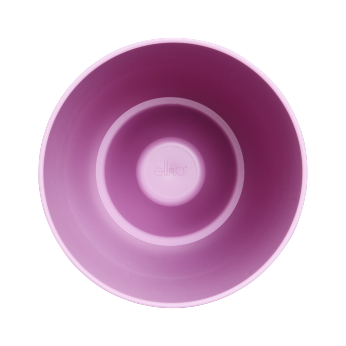 brussels orchidee hoog 12,5cm levendig violet